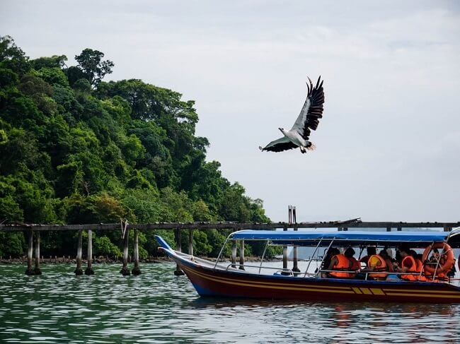 Eagle-feeding-Island-hopping-Langkawi